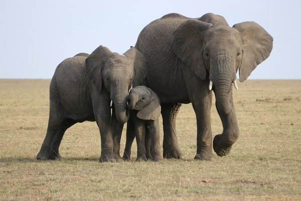 Comment planifier une expédition pour observer les éléphants dans le parc national de Chobe, Botswana?
