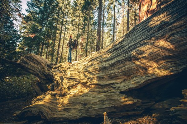 Comment participer à une expédition de recherche sur les tigres du Bengale en Inde ?